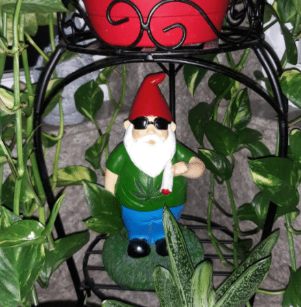 BIG BELLY SAM SMOKING GNOME