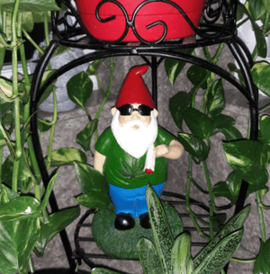 BIG BELLY SAM SMOKING GNOME
