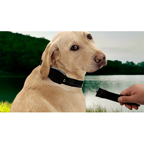 Dog Collar