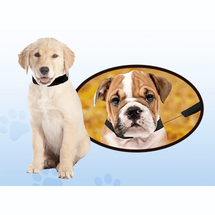 Dog Collar