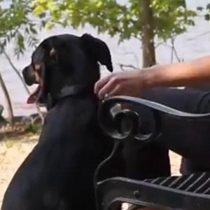 Dog Collar