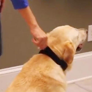 Dog Collar