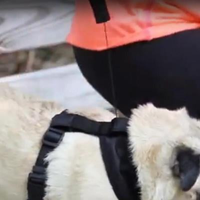 Dog Collar