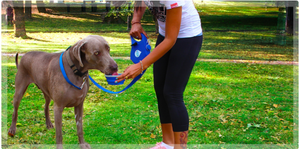 Dog traction rope foldable dog bowl collection garbage bag 3-piece set